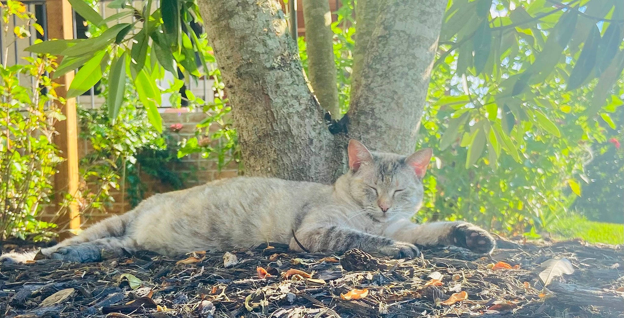Noelle joined the competition — help win amazing prizes! carnivore, cat, domestic_short_haired_cat, fawn, felidae, fur, grass, groundcover, plant, small_to_medium_sized_cats, snout, soil, tail, terrestrial_animal, tree, trunk, twig, whiskers, wildlife, wood