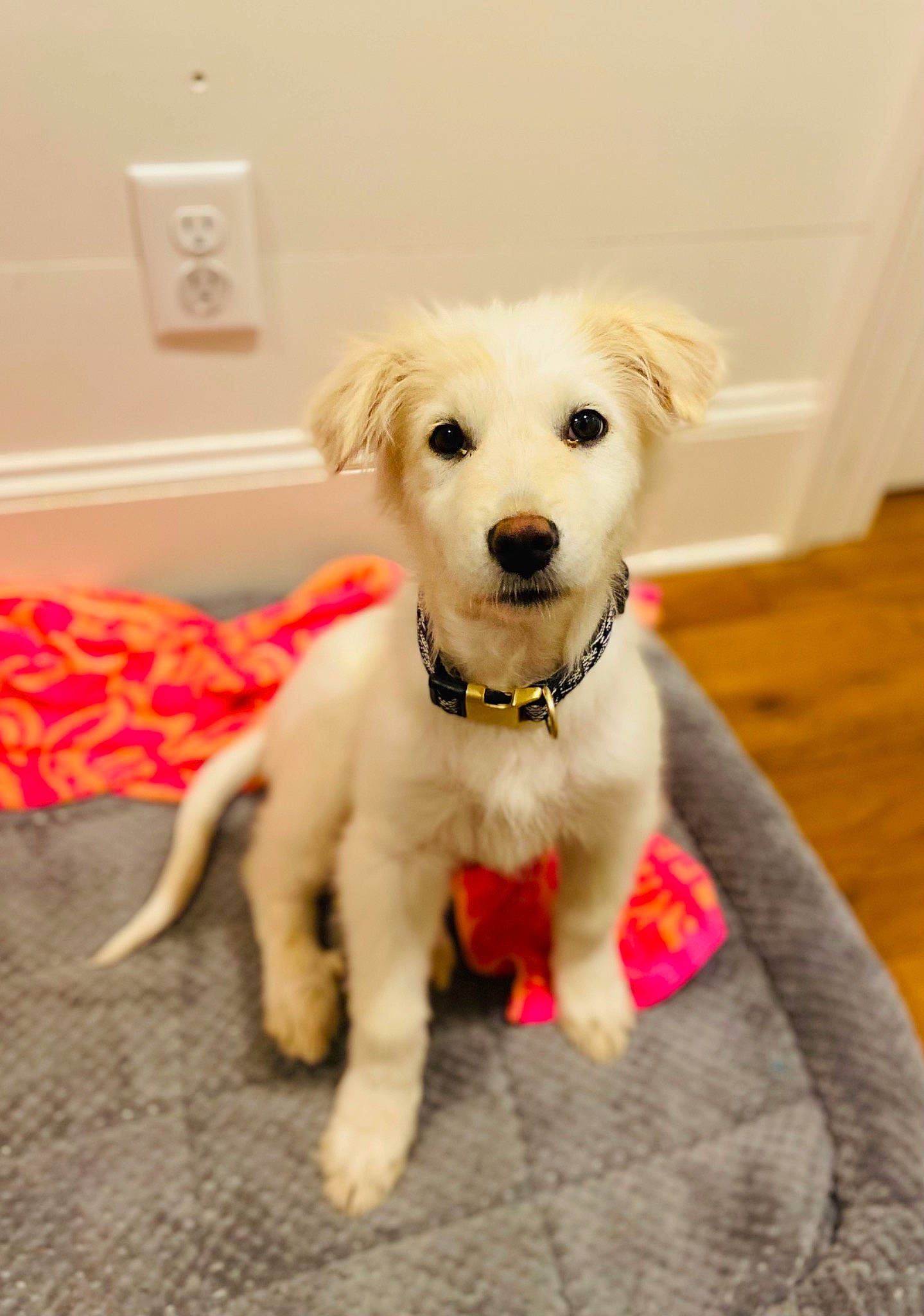 Autumn is registered to the contest to win money with this photo: carnivore, circle, collar, companion_dog, dog, dog_breed, dog_collar, dog_supply, flooring, fur, happy, non_sporting_group, pet_supply, sporting_group, toy_dog, wall_plate, wall_socket, whiskers, working_animal