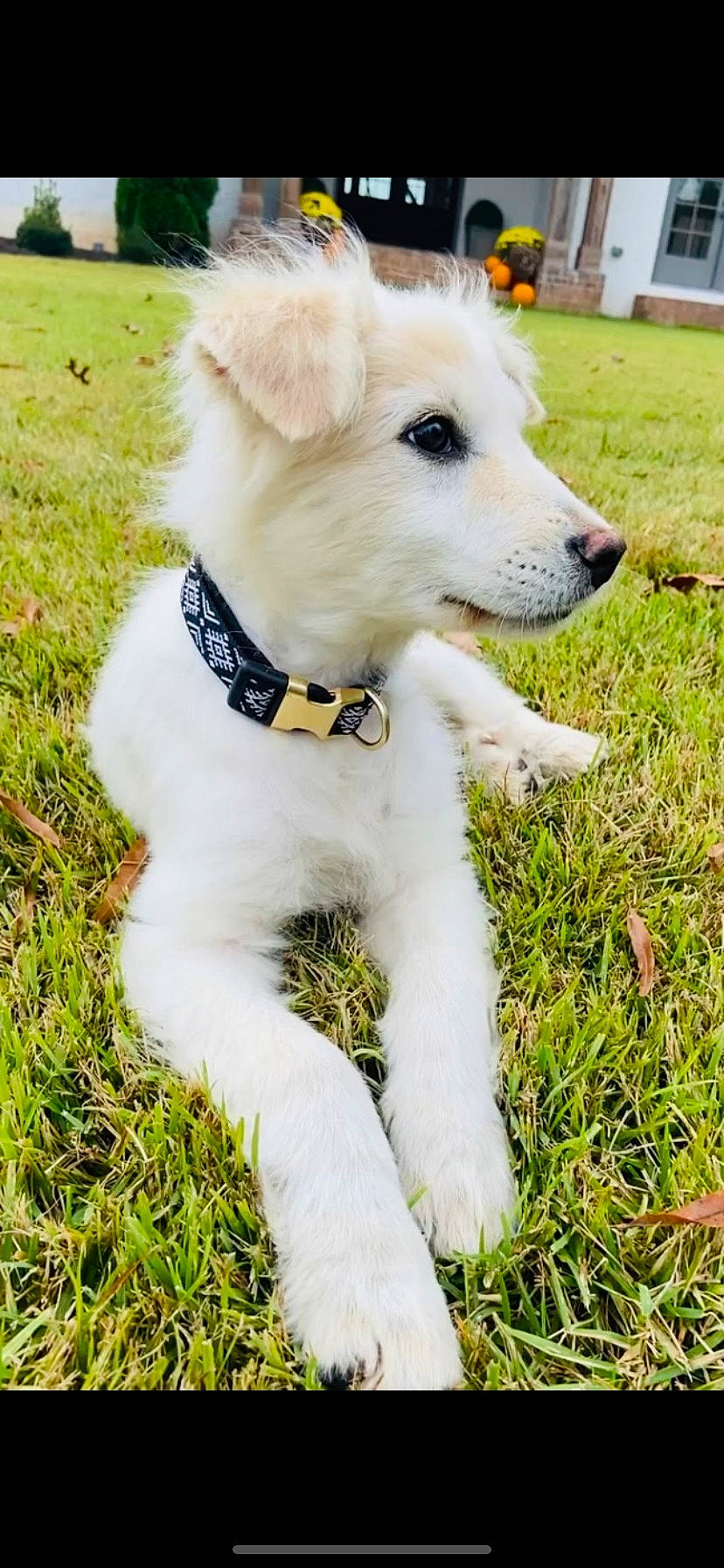 Autumn is registered to the contest to win money with this photo: canidae, carnivore, collar, companion_dog, dog, dog_breed, dog_collar, dog_supply, fashion_accessory, fur, grass, grassland, green, plant, sporting_group, tail, tree, window, working_animal, working_dog