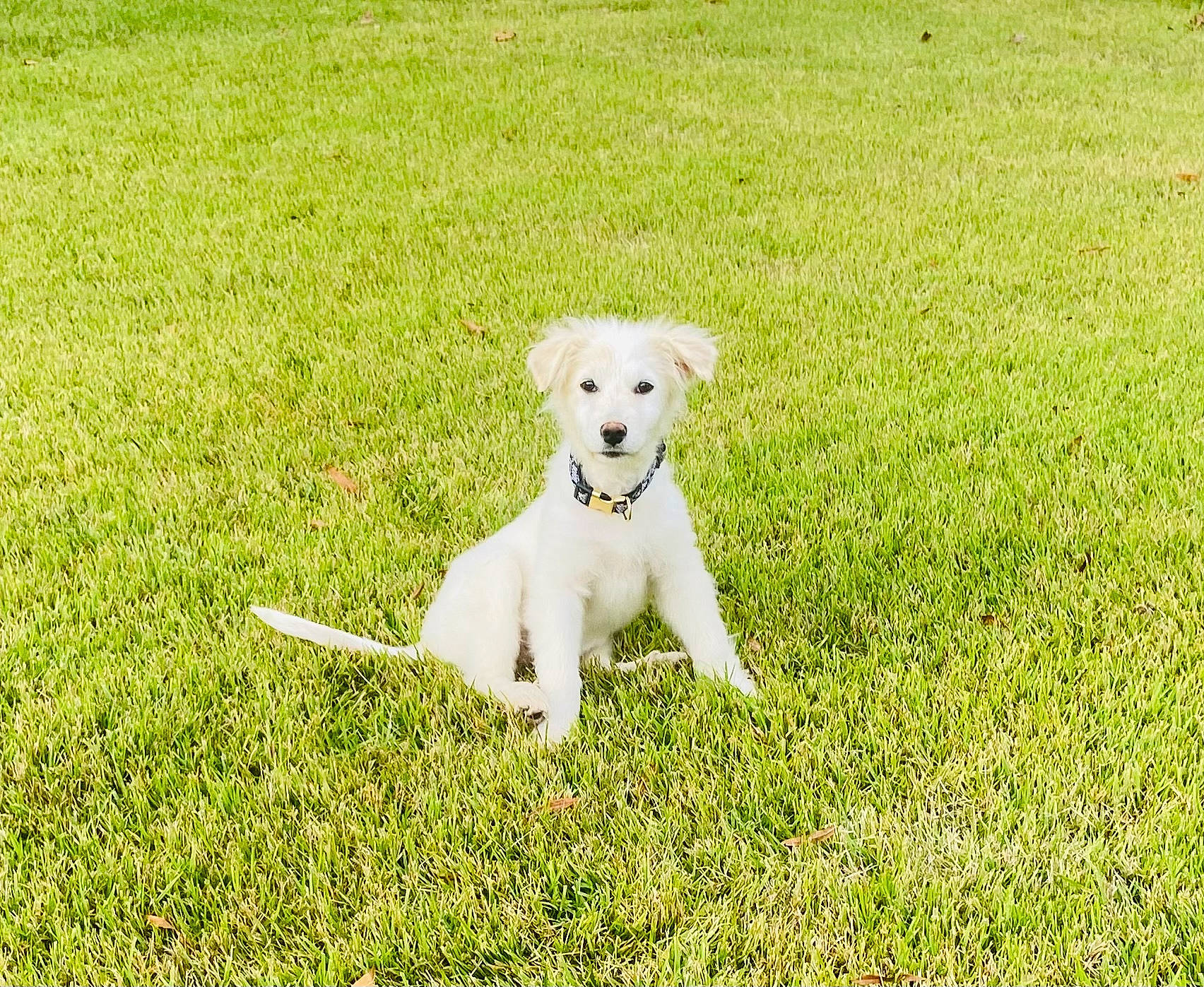 Autumn is registered to the contest to win money with this photo: ancient_dog_breeds, carnivore, companion_dog, dog, dog_breed, field, grass, grassland, groundcover, leash, non_sporting_group, pasture, plant, prairie, sporting_group, tail, terrier, toy_dog, working_animal