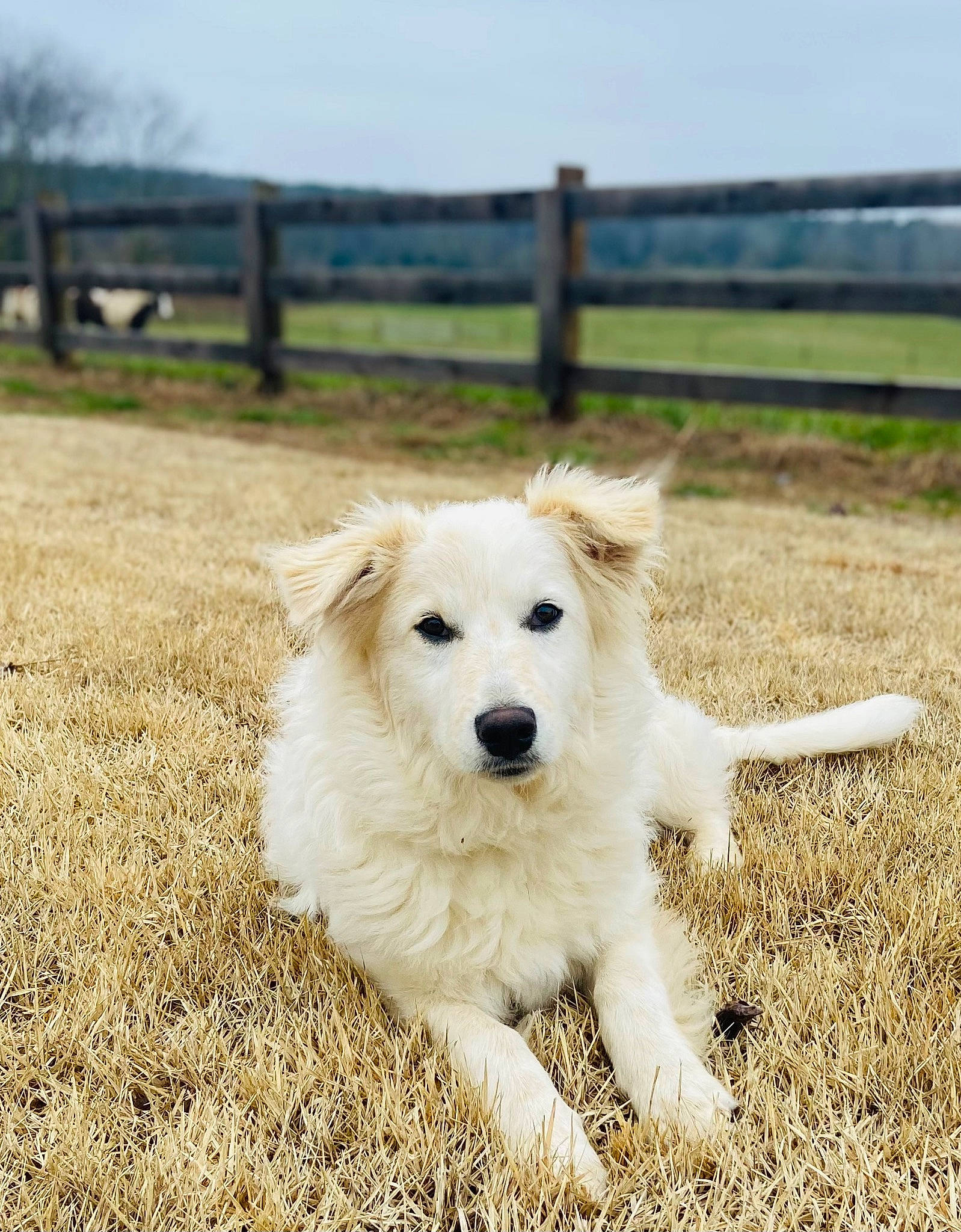 Autumn is registered to the contest to win money with this photo: canidae, carnivore, companion_dog, dog, dog_breed, fence, grass, grassland, happy, herding_dog, landscape, livestock_guardian_dog, maremma_sheepdog, plant, sky, snout, sporting_group, terrestrial_animal, working_animal, working_dog