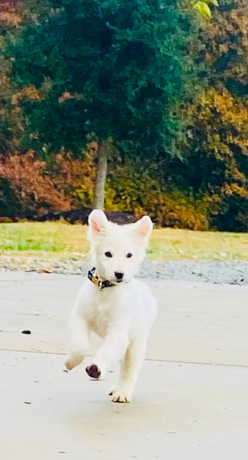 Autumn joined the competition — help win amazing prizes! canidae, carnivore, collar, companion_dog, dog, dog_breed, dog_collar, fashion_accessory, fawn, fur, grass, landscape, non_sporting_group, pet_supply, plant, snout, sporting_group, tail, tree, working_animal