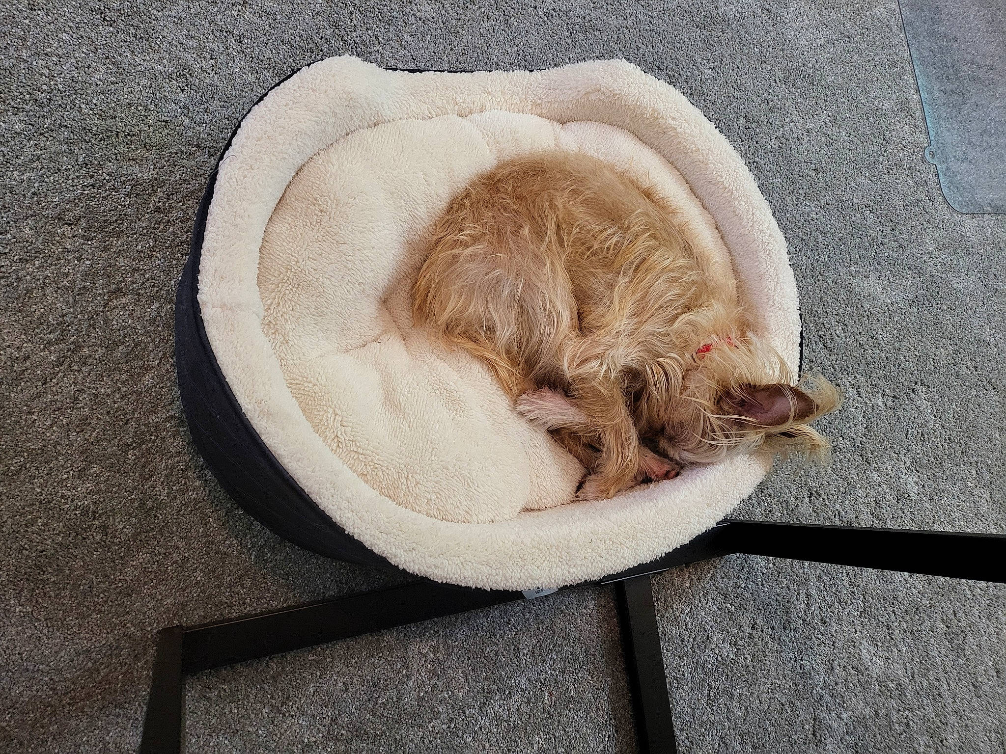 Benji is registered to the contest to win money with this photo: canidae, carnivore, cat, cat_bed, cat_supply, comfort, domestic_short_haired_cat, fawn, felidae, fur, linens, nap, paw, pet_supply, small_to_medium_sized_cats, snout, sporting_group, tail, whiskers, wood