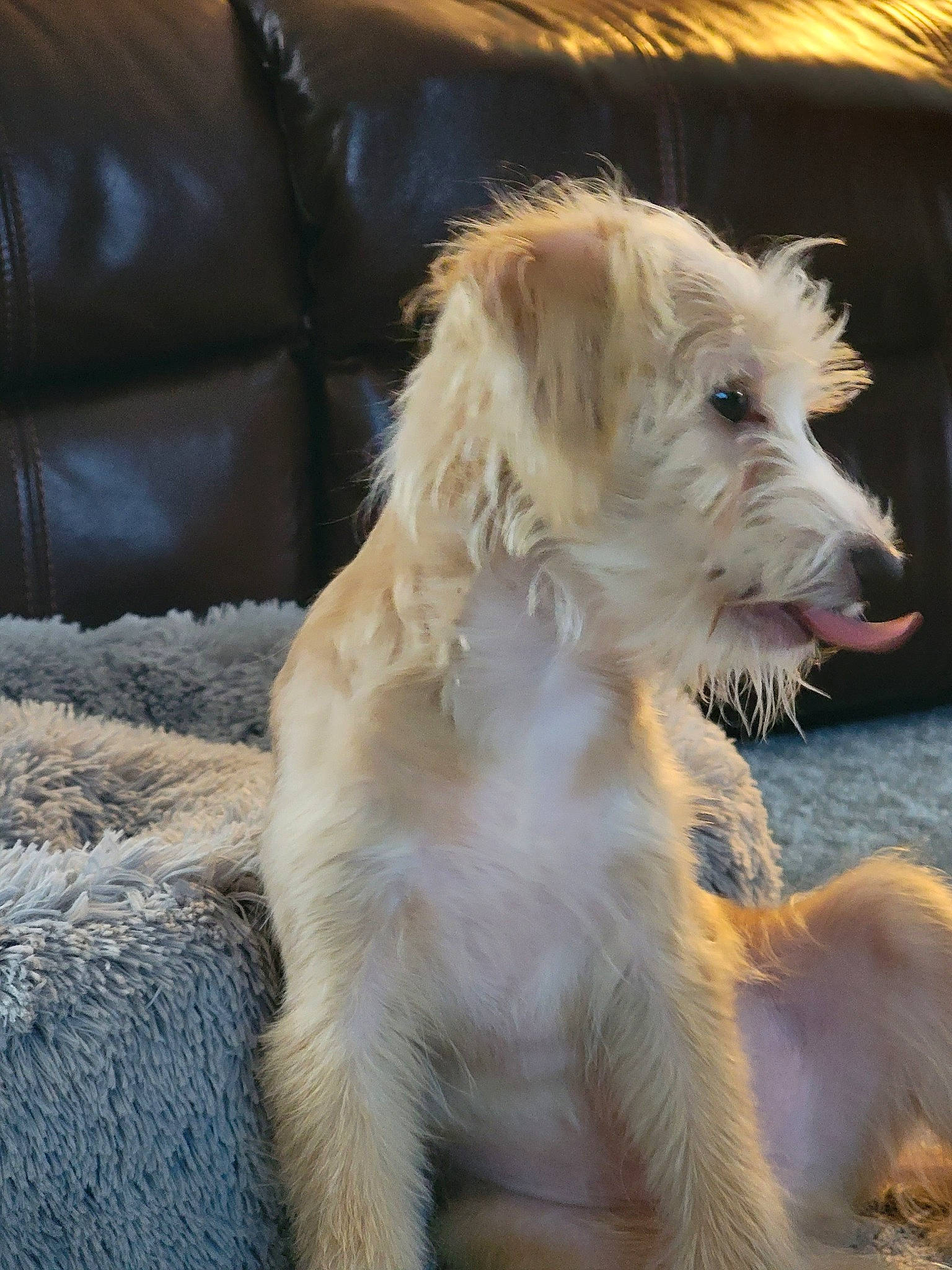 Benji joined the competition — help win amazing prizes! canidae, carnivore, collar, companion_dog, couch, dog, dog_breed, dog_collar, fang, fur, non_sporting_group, puppy, small_terrier, tail, terrestrial_animal, terrier, toy_dog, working_animal, working_dog, working_terrier