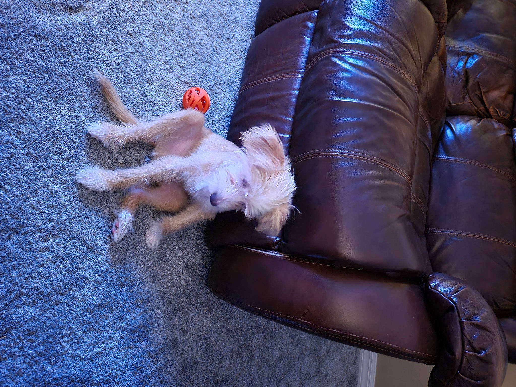 Benji is registered to the contest to win money with this photo: barefoot, blue, carnivore, comfort, companion_dog, couch, dog, dog_breed, fashion_accessory, fawn, foot, fur, human_leg, paw, plant, tail, thigh, toy_dog, tree, wood