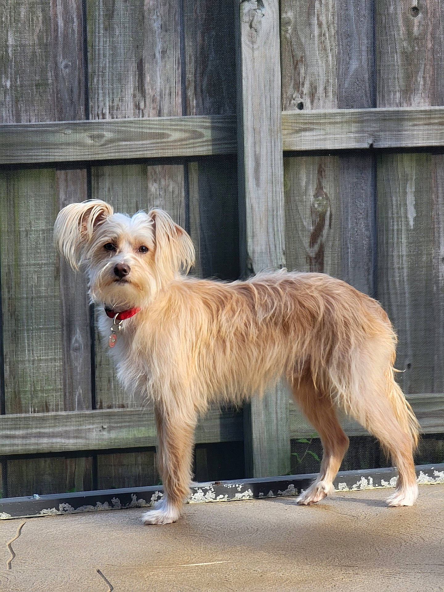 Benji joined the competition — help win amazing prizes! ancient_dog_breeds, canidae, carnivore, collar, companion_dog, dog, dog_breed, dog_supply, fawn, fence, fur, liver, small_terrier, snout, sporting_group, tail, terrier, toy_dog, wood, working_terrier