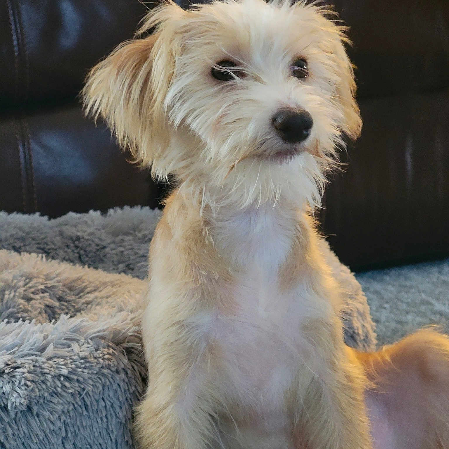 Benji