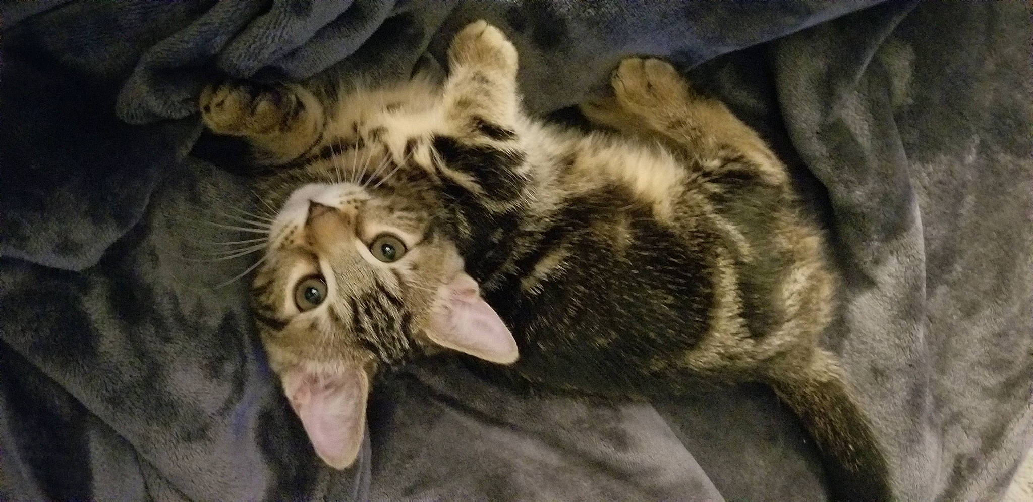 Asha Fahn joined the competition — help win amazing prizes! carnivore, cat, comfort, domestic_short_haired_cat, fang, felidae, fur, grey, monochrome, natural_material, paw, small_to_medium_sized_cats, snout, terrestrial_animal, whiskers, wildlife, wood