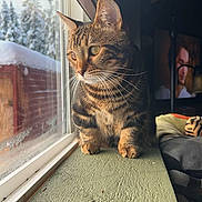 Asha Fahn joined the competition — help win amazing prizes! animal, cat, closeup, cozy, daylight, feline, fur, indoor, looking_out, natural_light, pet, red_shed, snow, snowy_outdoor, tabby_cat, trees, whiskers, window, windowsill, winter