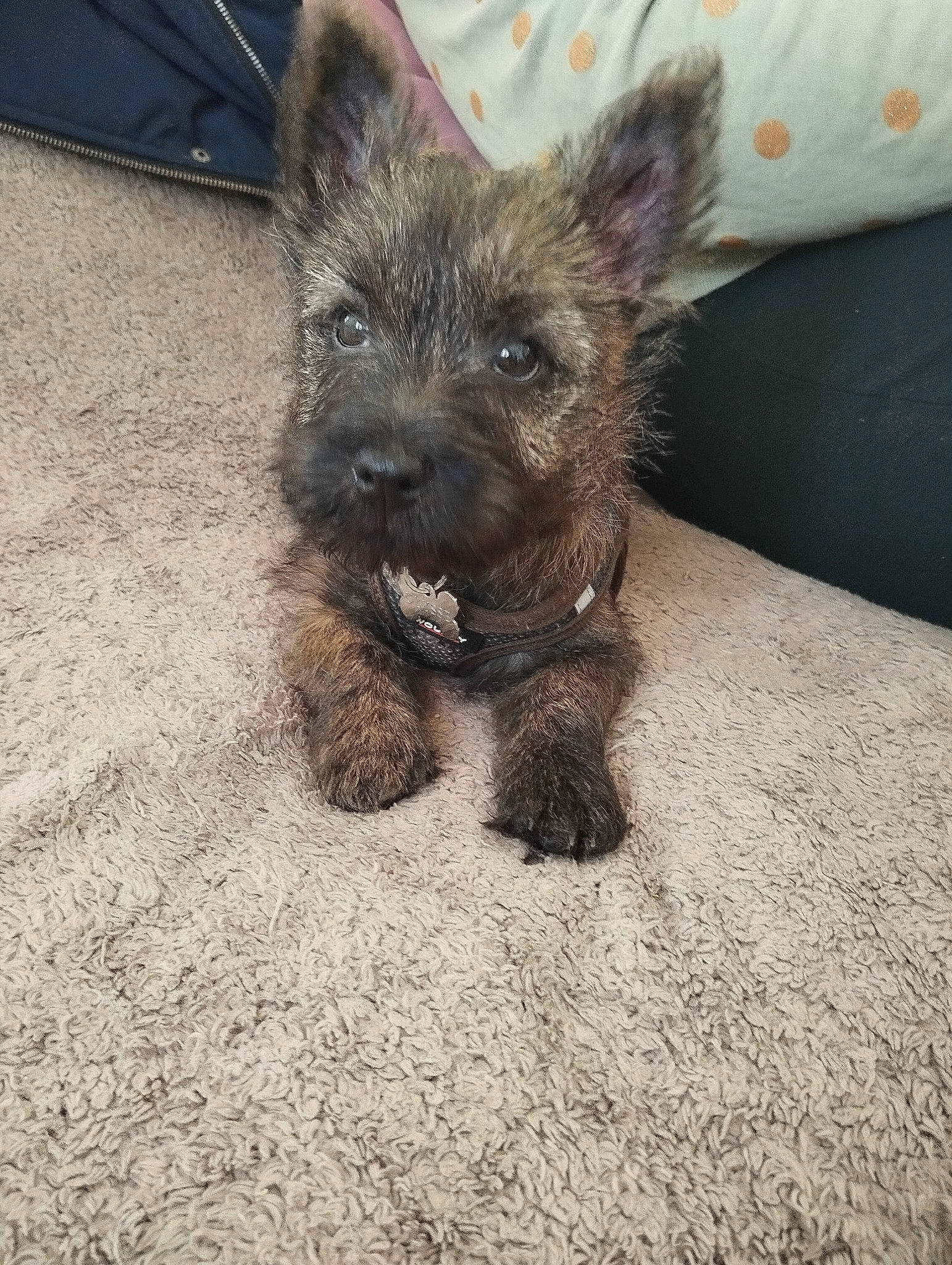 Ulysse a rejoint le concours — aidez-le/la à gagner de superbes lots ! canidae, carnivore, companion_dog, dog, dog_breed, fur, liver, non_sporting_group, small_terrier, snout, sporting_group, terrestrial_animal, terrier, toy_dog, whiskers, working_animal