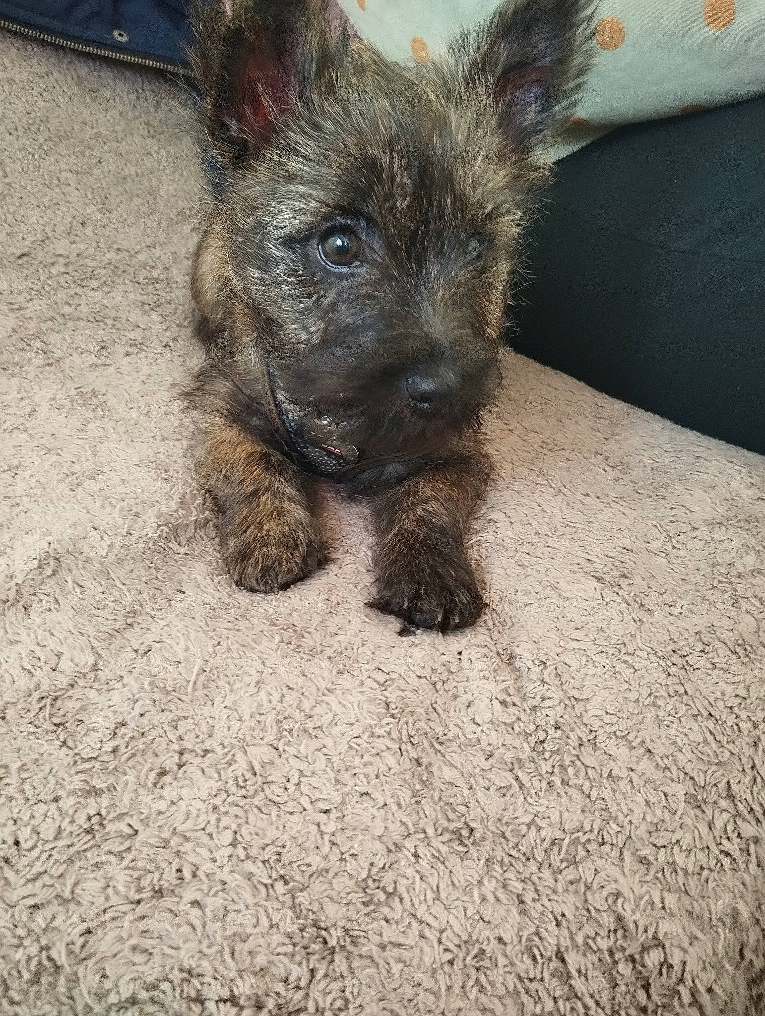 Ulysse a rejoint le concours — aidez-le/la à gagner de superbes lots ! canidae, carnivore, companion_dog, dog, dog_breed, fur, small_terrier, snout, terrestrial_animal, terrier, working_animal