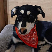 Choubidou participe au concours pour gagner de l'argent avec cette photo : animal, bandana, bed, black_and_white, canine, closeup, collar, comfort, cute, dog, domestic, fur, indoor, looking, paw, pet, portrait, relaxed, resting, wooden_background