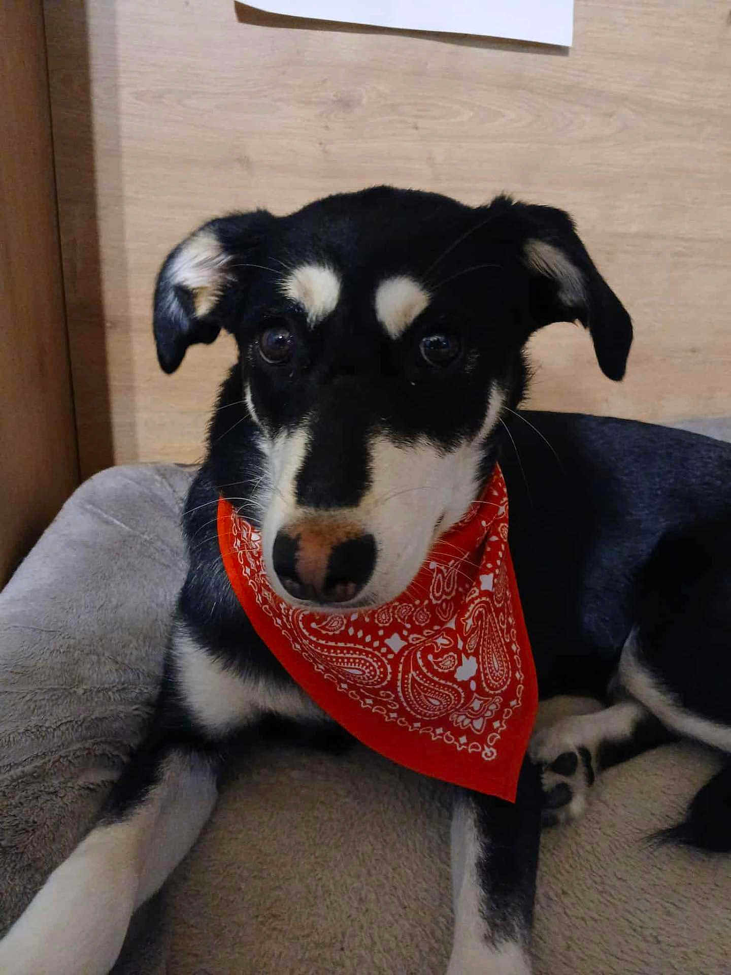 Choubidou participe au concours pour gagner de l'argent avec cette photo : animal, bandana, bed, black_and_white, canine, closeup, collar, comfort, cute, dog, domestic, fur, indoor, looking, paw, pet, portrait, relaxed, resting, wooden_background