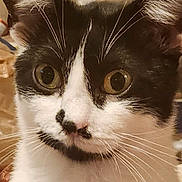 Princess joined the competition — help win amazing prizes! cat, close_up, black_and_white, whiskers, animal, pet, face, ears, eyes, fur, indoor, curious, portrait, mammal, feline, domestic_animal, nose, attention, cute, soft_light