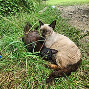 Nugget And Coco is registered to the contest to win money with this photo: cat, siamese_cat, black_cat, grass, outdoor, nature, cuddling, animal, pets, greenery, relaxing, daylight, feline, wildlife, ground, resting, mammal, closeup, two_animals, eyes_open