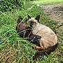 animal, black_cat, cat, closeup, cuddling, daylight, eyes_open, feline, grass, greenery, ground, mammal, nature, outdoor, pets, relaxing, resting, siamese_cat, two_animals, wildlife