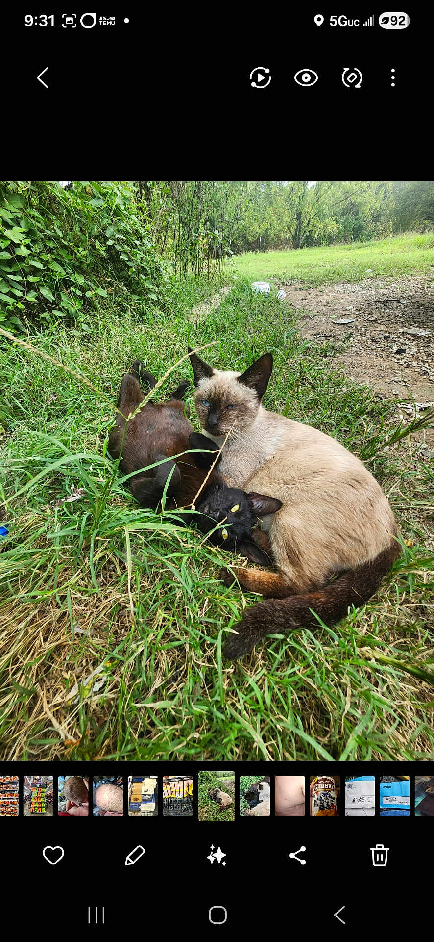 Nugget And Coco is registered to the contest to win money with this photo: cat, siamese_cat, black_cat, grass, outdoor, nature, cuddling, animal, pets, greenery, relaxing, daylight, feline, wildlife, ground, resting, mammal, closeup, two_animals, eyes_open