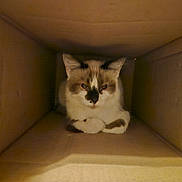Patience is registered to the contest to win money with this photo: cat, cardboard_box, animal, pet, feline, indoor, cute, relaxed, brown, white, fur, resting, looking, cozy, small_space, domestic, whiskers, ears, paws, companion