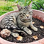 animal, cat, close_up, daylight, ears, fur, garden, greenery, leaf, nature, outdoor, paw, pet, plant, plant_pot, relaxed, resting, soil, tabby_cat, whiskers
