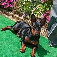 Axel a rejoint le concours — aidez-le/la à gagner de superbes lots ! animal, backyard, black_dog, canine, colorful, daylight, dog, fence, flowers, garden, green_carpet, leisure, nature, outdoor, pet, plants, relaxing, summer, sunlight, tan_dog