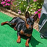 animal, backyard, black_dog, canine, colorful, daylight, dog, fence, flowers, garden, green_carpet, leisure, nature, outdoor, pet, plants, relaxing, summer, sunlight, tan_dog