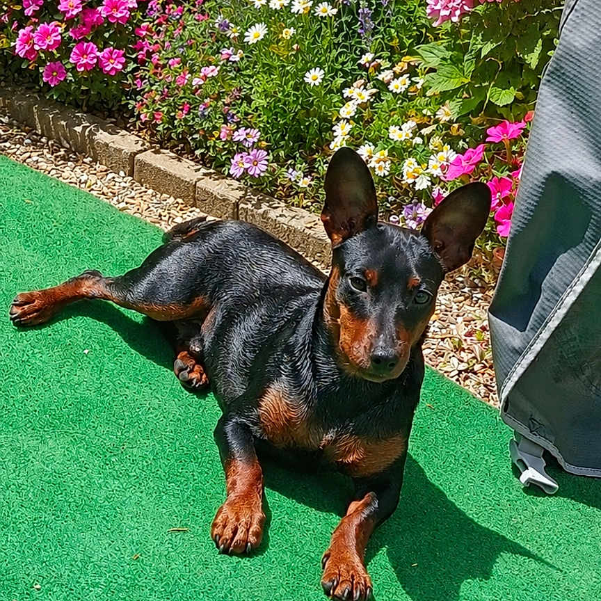 Axel