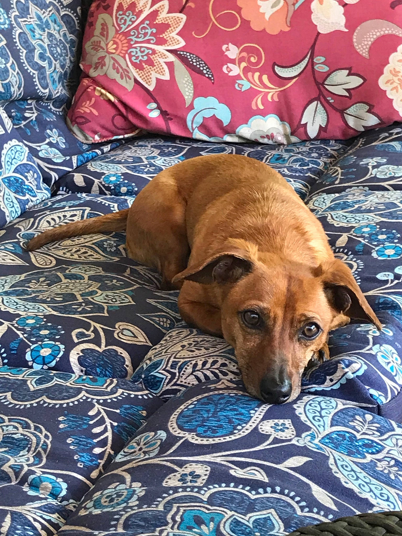 Luke joined the competition — help win amazing prizes! canidae, carnivore, dog, dog_breed, fawn, mammal, mountain_cur, rhodesian_ridgeback