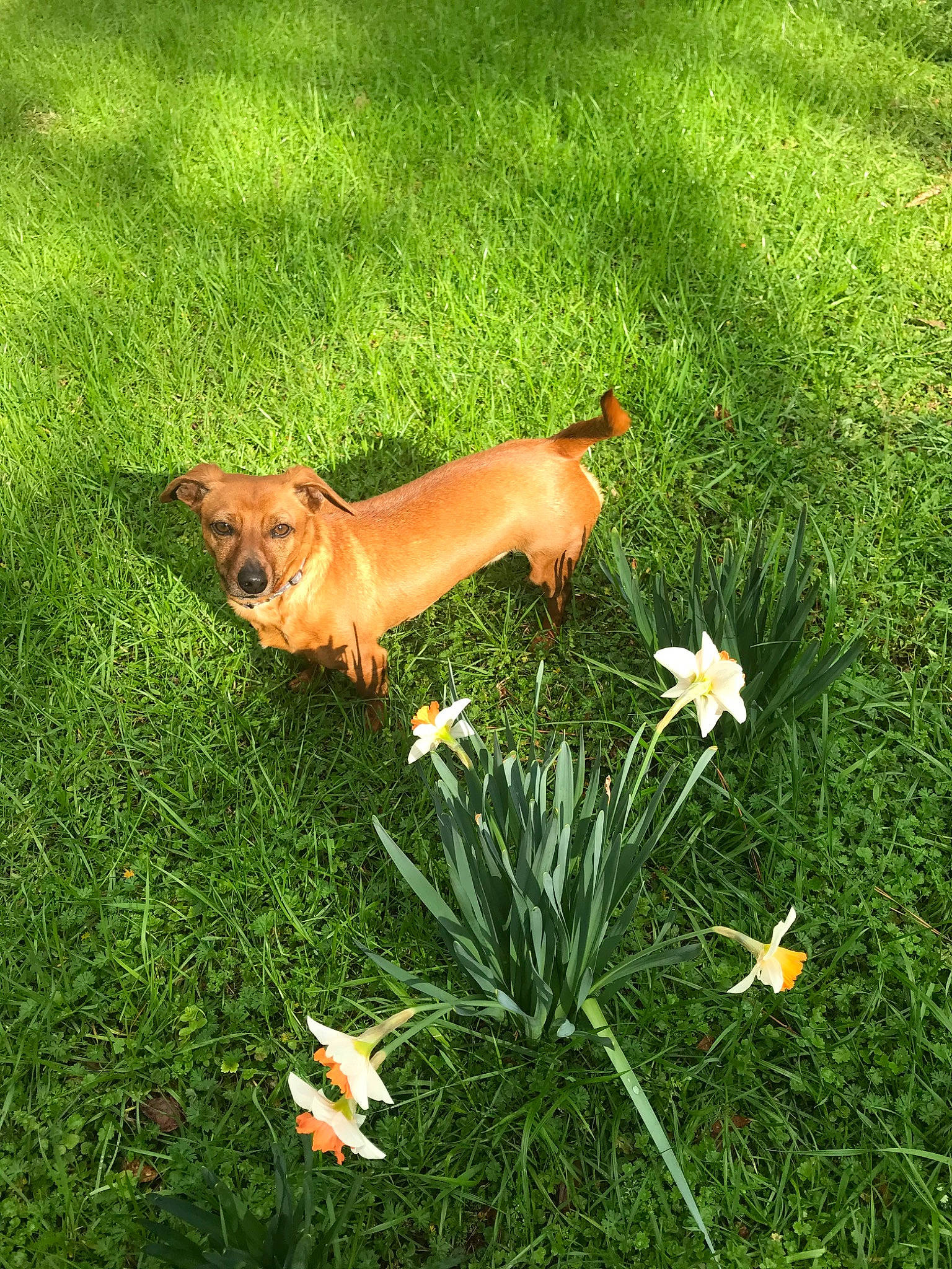 Luke is registered to the contest to win money with this photo: canidae, carnivore, companion_dog, dog, dog_breed, fawn, flower, grass, grass_family, lawn, leaf, meadow, plant, spring, summer, wildflower