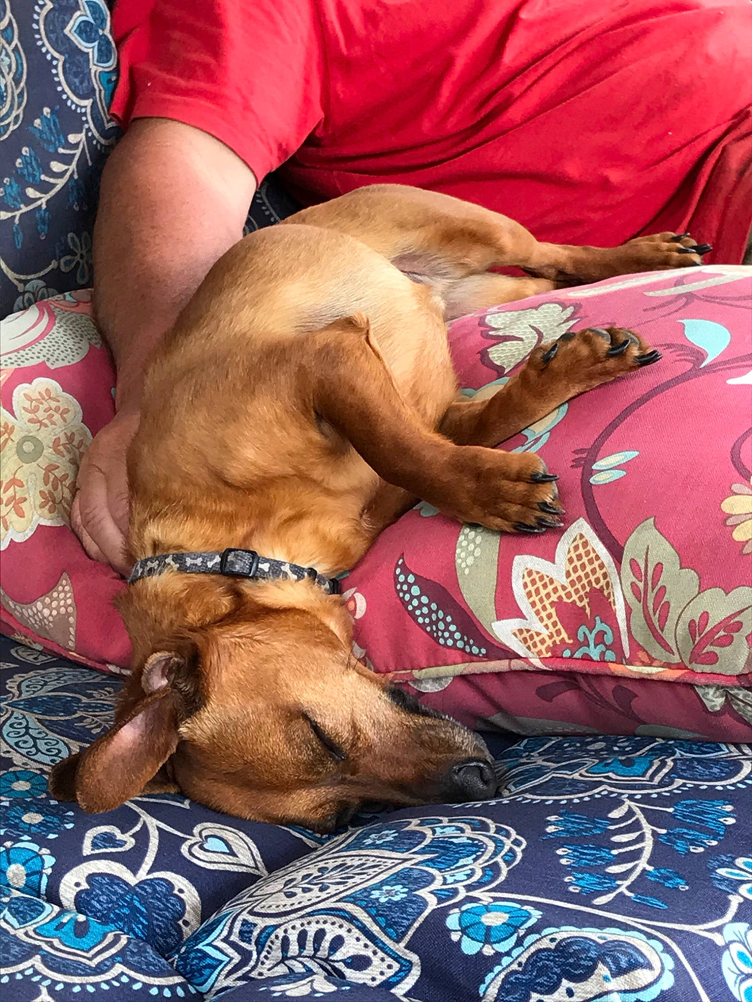 Luke joined the competition — help win amazing prizes! bullmastiff, canidae, carnivore, dog, dog_breed, fawn, rhodesian_ridgeback, sporting_group, tosa, vizsla