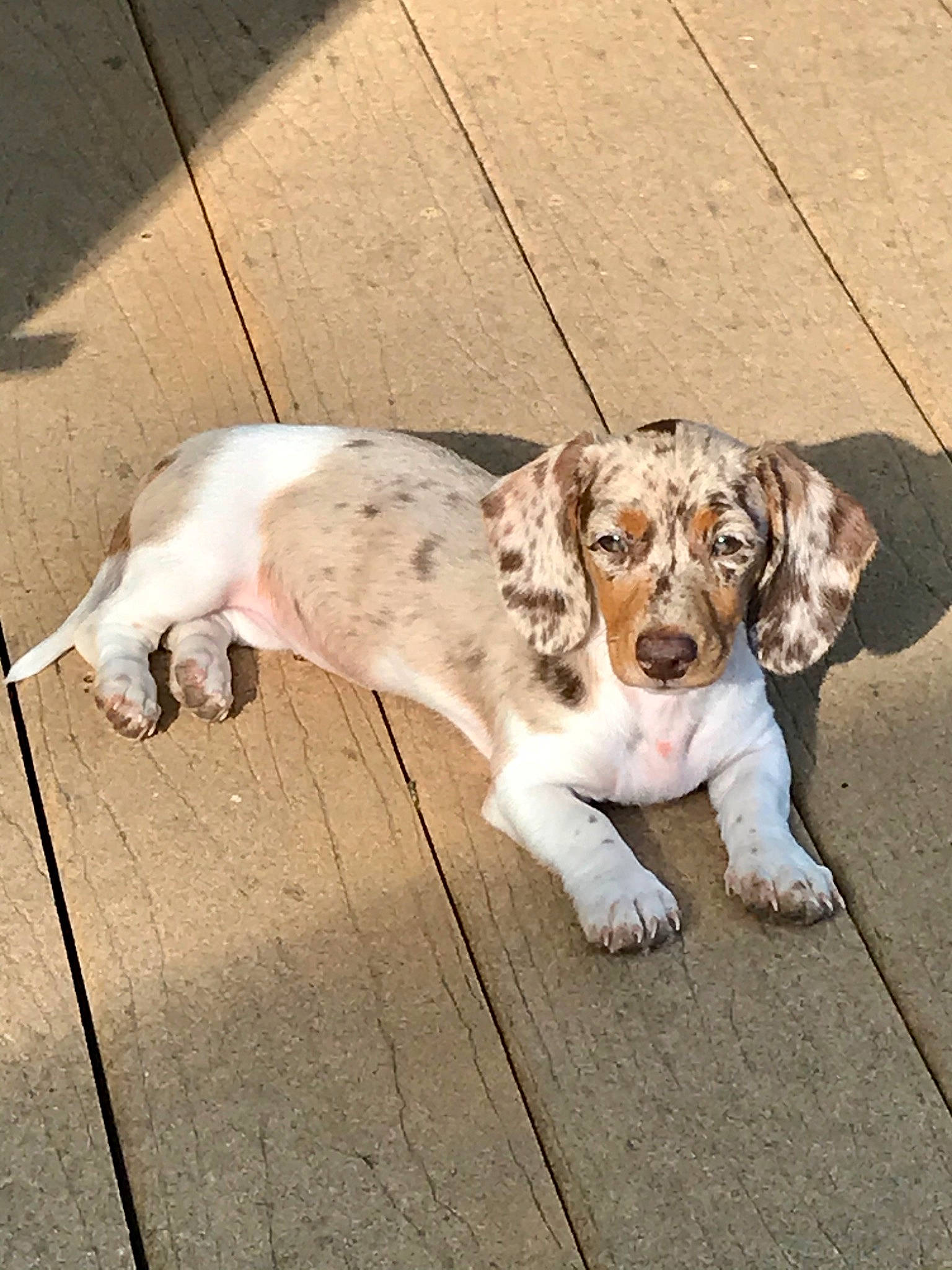 Dixie Mae is registered to the contest to win money with this photo: braque_du_bourbonnais, canidae, carnivore, dog, dog_breed, english_setter, fawn, louisiana_catahoula_leopard_dog, mammal, puppy, rare_breed_dog, sporting_group, vertebrate