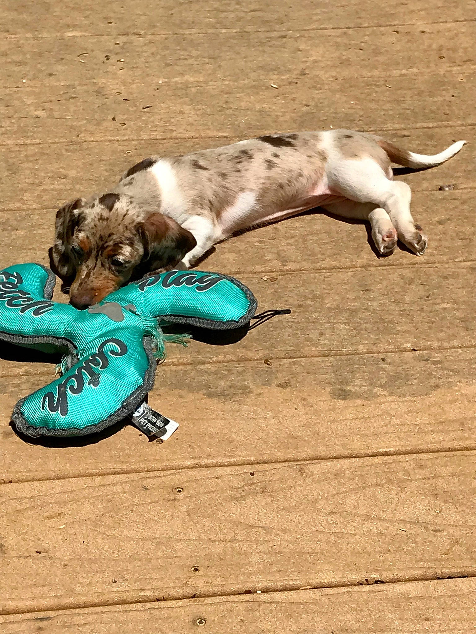 Dixie Mae joined the competition — help win amazing prizes! canidae, carnivore, dog, dog_breed, fawn, play, puppy, sporting_group, tail