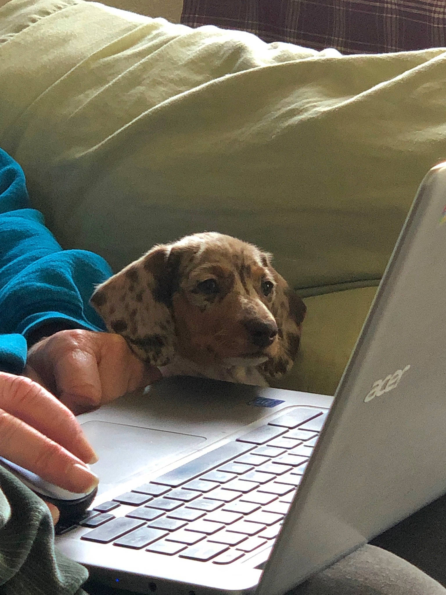 Dixie Mae is registered to the contest to win money with this photo: canidae, carnivore, chesapeake_bay_retriever, dog, dog_breed, fawn, german_shorthaired_pointer, mammal, pointer, pointing_breed, puppy, snout, sporting_group, vertebrate, vizsla