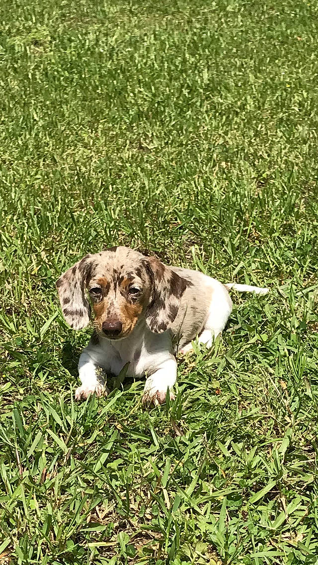 Dixie Mae is registered to the contest to win money with this photo: beagle, canidae, carnivore, companion_dog, dachshund, dog, dog_breed, grass, louisiana_catahoula_leopard_dog, mammal, plant, puppy, sporting_group, vertebrate