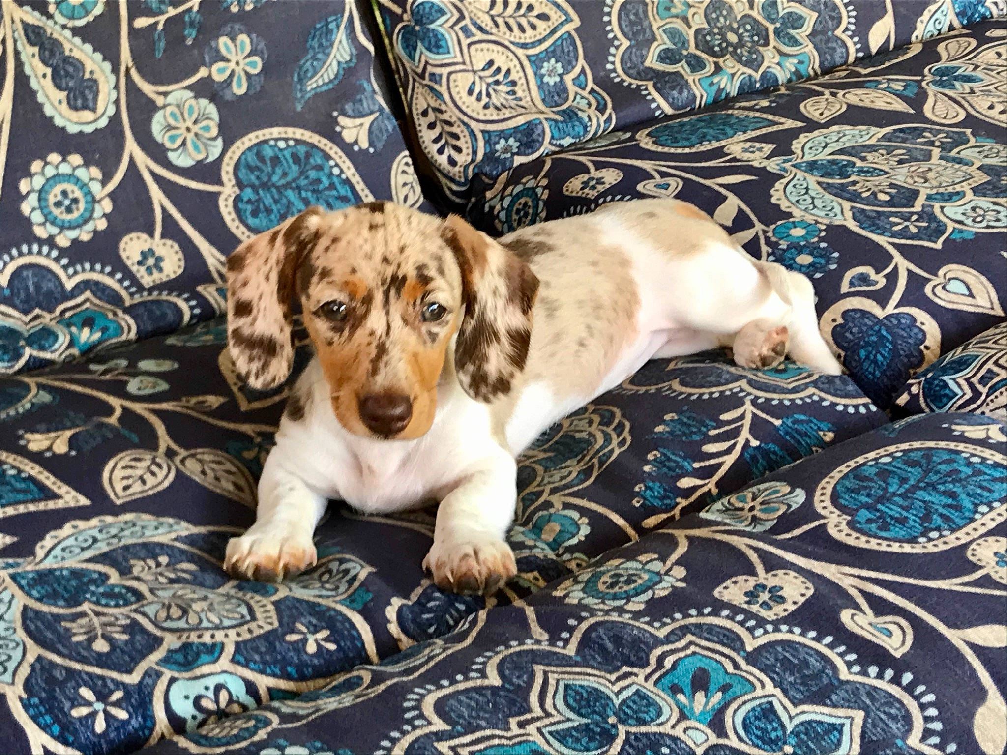 Dixie Mae is registered to the contest to win money with this photo: basset_hound, canidae, carnivore, companion_dog, dachshund, dog, dog_breed, fawn, hound, mammal, puppy, rare_breed_dog, sporting_group, vertebrate
