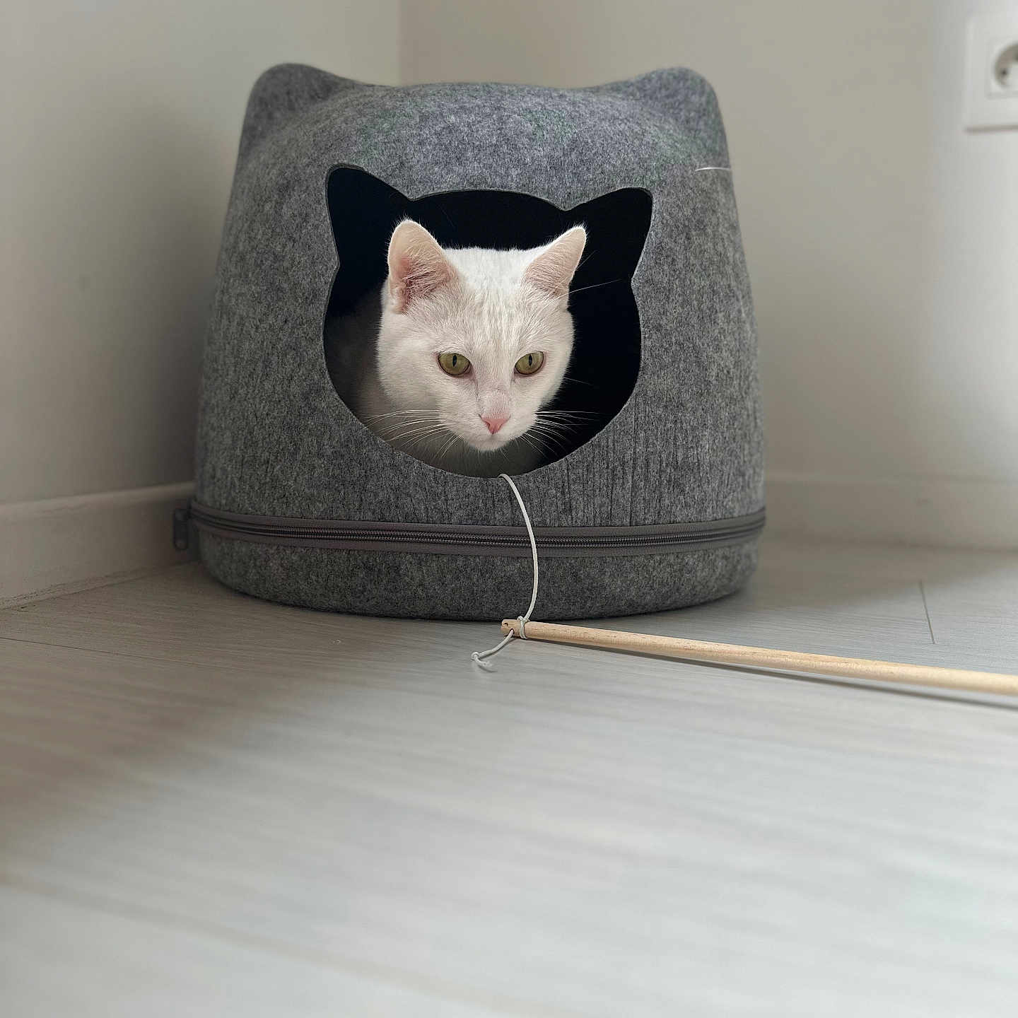 Atlas a rejoint le concours — aidez-le/la à gagner de superbes lots ! animal, cat, cat_house, cozy, curious, cute, domestic_cat, feline, felt, floor, home, indoor, minimalist, peeking, pet, playful, room, stick, toy, white_cat