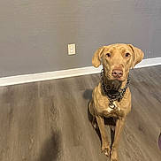 Millie is registered to the contest to win money with this photo: dog, sitting, indoor, wooden_floor, gray_wall, electrical_outlet, collar, chain, tan_coat, paws, ears, attentive, pet, portrait, shadow, baseboard, leash, looking_at_camera, floor_texture, muzzle