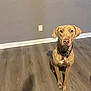 dog, sitting, indoor, wooden_floor, gray_wall, electrical_outlet, collar, chain, tan_coat, paws, ears, attentive, pet, portrait, shadow, baseboard, leash, looking_at_camera, floor_texture, muzzle
