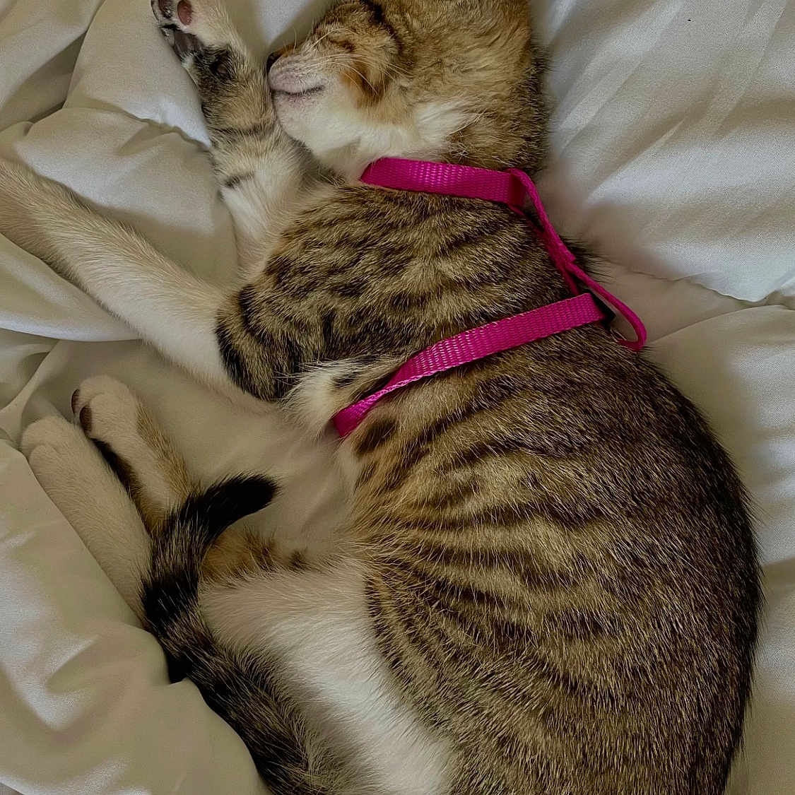 Simba
