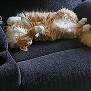 King is registered to the contest to win money with this photo: animal, cat, comfortable, couch, cozy, cute, domestic_cat, fluffy, fur, furniture, indoor, living_room, orange_cat, paw, pet, relaxed, resting, sleeping, sprawled, white_cat
