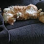 animal, cat, comfortable, couch, cozy, cute, domestic_cat, fluffy, fur, furniture, indoor, living_room, orange_cat, paw, pet, relaxed, resting, sleeping, sprawled, white_cat