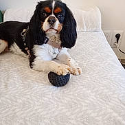 Tino a rejoint le concours — aidez-le/la à gagner de superbes lots ! dog, cavalier_king_charles_spaniel, pet, black_white_tan, long_ears, floppy_ears, sitting, lying_down, paws, ball, toy, harness, bed, bedroom, indoors, bedding, white_blanket, wall, electrical_outlet, portrait