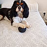 dog, cavalier_king_charles_spaniel, pet, black_white_tan, long_ears, floppy_ears, sitting, lying_down, paws, ball, toy, harness, bed, bedroom, indoors, bedding, white_blanket, wall, electrical_outlet, portrait
