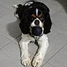 Tino a rejoint le concours — aidez-le/la à gagner de superbes lots ! dog, cavalier_king_charles_spaniel, puppy, pet, black_and_white, brown_markings, long_ears, floppy_ears, rubber_toy, ball, sitting, floor, tile, indoors, portrait, front_view, fur, paws, playful, companion_animal