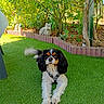 Tino a rejoint le concours — aidez-le/la à gagner de superbes lots ! dog, cavalier_king_charles_spaniel, pet, animal, outdoor, garden, lawn, grass, sitting, portrait, black_white_brown, long_ears, collar, harness, owl_ornament, trees, foliage, flower_bed, backyard, daylight