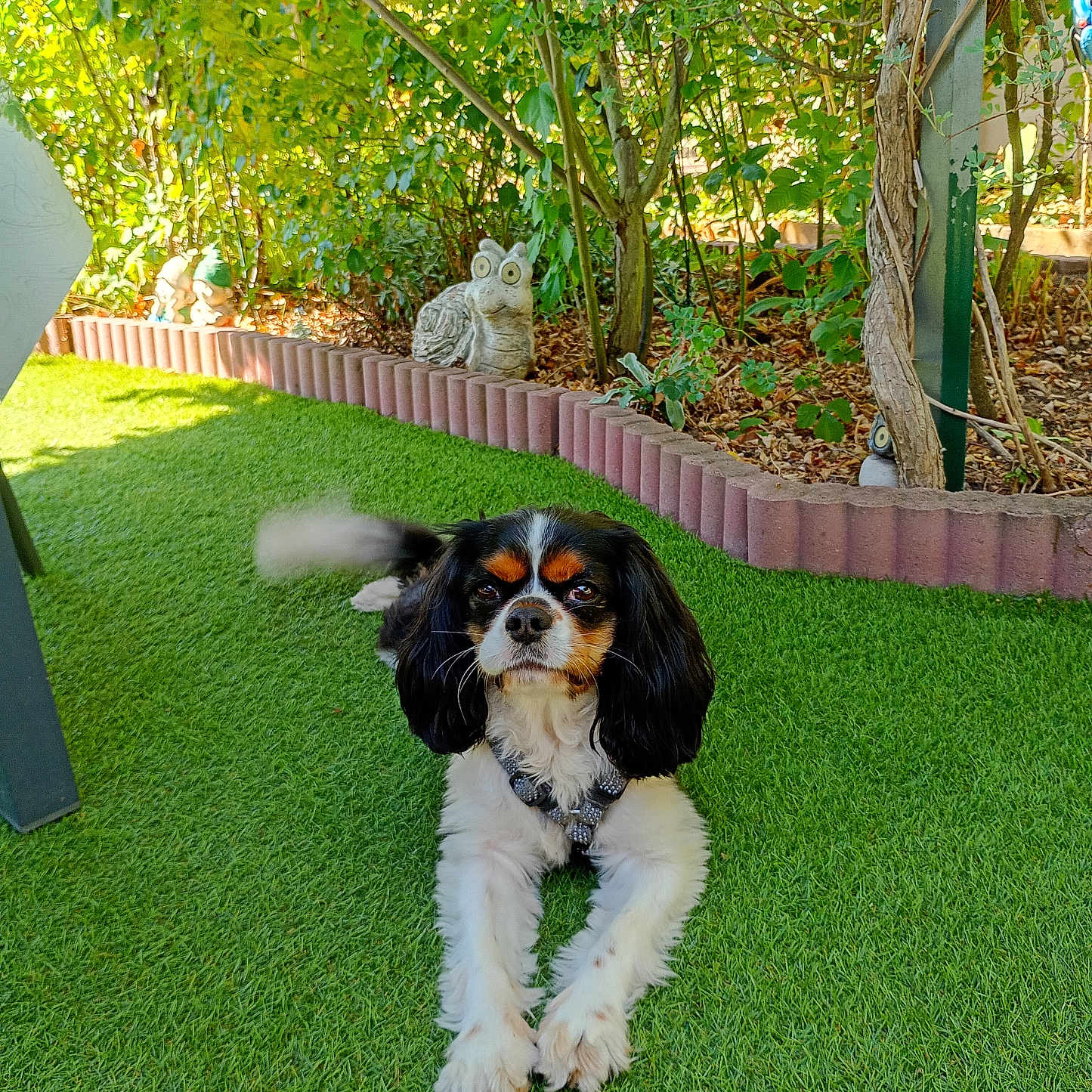 Tino a rejoint le concours — aidez-le/la à gagner de superbes lots ! dog, cavalier_king_charles_spaniel, pet, animal, outdoor, garden, lawn, grass, sitting, portrait, black_white_brown, long_ears, collar, harness, owl_ornament, trees, foliage, flower_bed, backyard, daylight