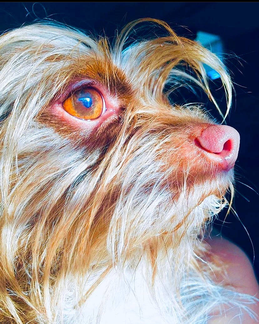 Choco joined the competition — help win amazing prizes! brown_hair, canidae, carnivore, close_up, companion_dog, dog, dog_breed, dog_collar, dog_supply, eyewear, fur, liver, snout, sporting_group, terrier, toy_dog, vision_care, water_dog, whiskers, working_animal