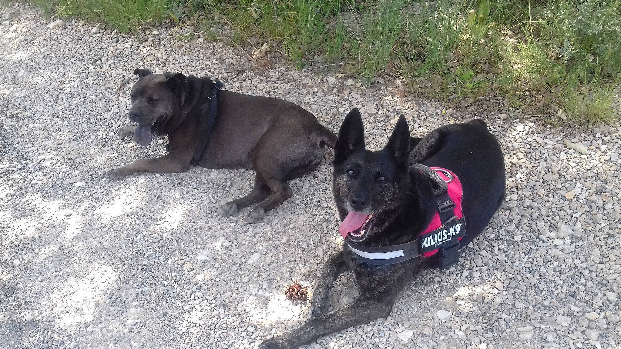 Yoda a rejoint le concours — aidez-le/la à gagner de superbes lots ! canidae, carnivore, collar, companion_dog, dog, dog_breed, dog_collar, dog_supply, fashion_accessory, fawn, grass, leash, pet_supply, plant, road_surface, snout, sporting_group, tail, working_animal, working_dog