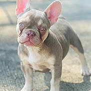 Dakota joined the competition — help win amazing prizes! adorable, animal, blue_eyes, canine, closeup, cute, dog, ears, french_bulldog, fur, mammal, outdoor, pavement, pet, portrait, puppy, standing, sunlight, whiskers, young