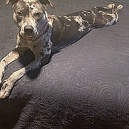 Cali joined the competition — help win amazing prizes! dog, bed, black_and_white, spotted, lying_down, pet, indoor, fur, collar, resting, texture, pillow, animal, canine, looking, comfortable, home, domestic, mammal, cute