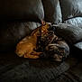 Duke joined the competition — help win amazing prizes! dog, french_bulldog, pet, sleeping, couch, leather, indoor, cozy, snuggling, brown_dog, brindle_dog, resting, cute, animal, companion, relaxed, fur, ears, paw, home
